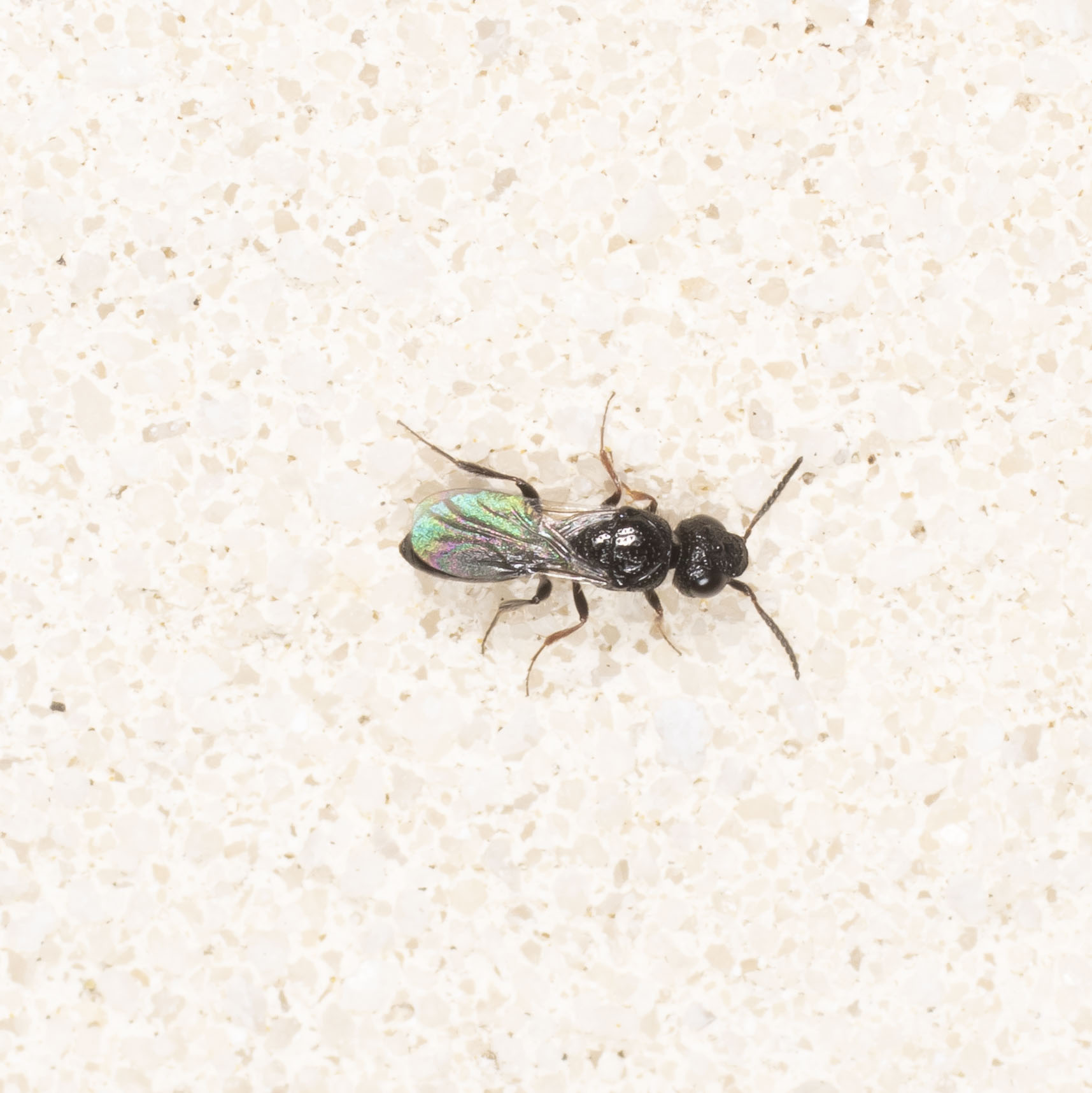 Sparasionidae: Sparasion? S.